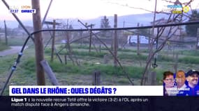 "La nuit a été un peu compliquée": quels sont les dégâts du gel dans le Rhône?