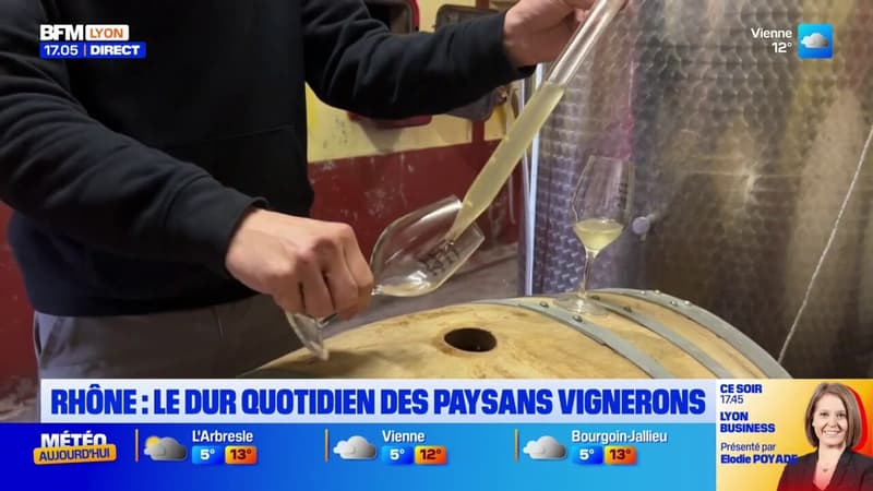 Rhône: le dur quotidien des paysans vignerons