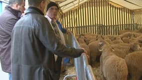 Aïd - Maroc : pas de sacrifice de moutons cette année 
