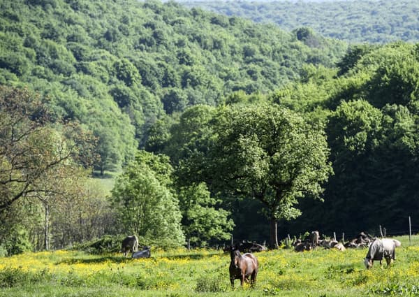 Le nouveau parc national de Bourgogne-Champagne photographié en 2017. Le nouveau parc national de Bourgogne-Champagne photographié en 2017.
