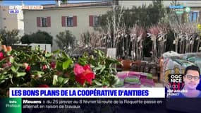 Alpes-Maritimes: les bons plans de la coopérative d'Antibes