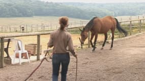 Les chevaux de selle suivent un traitement médicamenteux rendant leur viande non comestible.