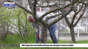 Habitat en Alsace : RSE, l'importance de la biodiversité dans une entreprise à travers un atelier