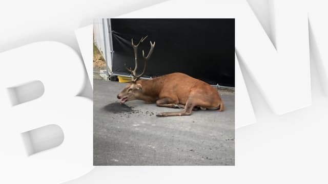 Une cerf a trouvé refuge dans le centre de Compiègne après une chasse à courre / Capture d'écran du compte Twitter de Stanislas Broniszewski