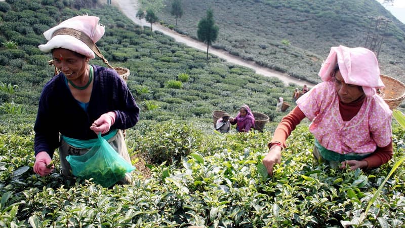 En raison du conflit entre les Gorkhas, une ethnie népalaise à laquelle appartiennent les ouvriers dans les plantations, et le gouvernement du Bengale occidental, la production de thé Darjeeling a dégringolé de 90% en juin.