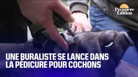 Carole, patronne d'un bar-tabac en Bretagne, s'est lancée dans la pédicure de cochons 