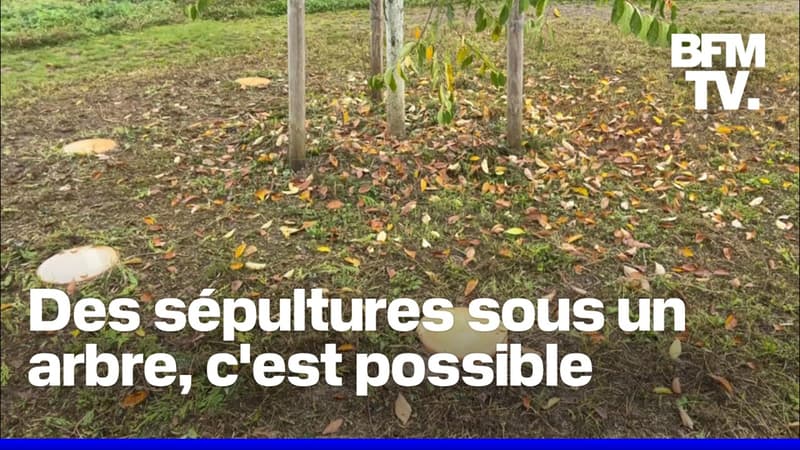 À Strasbourg, vous pouvez vous faire inhumer sous les arbres du cimetière