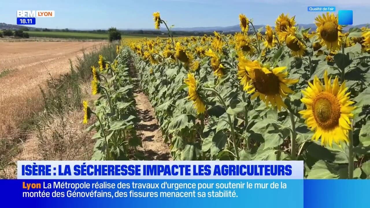 Isère : La sécheresse impacte les agriculteurs