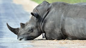 Les rhinocéros du parc Kruger en Afrique du Sud sont menacés par le braconnage.