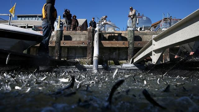 De jeunes saumons sont déchargés d'un camion dans le détroit de Mare Island
