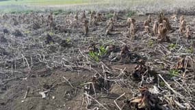 Un maraîcher de Caussols a perdu la majorité de son exploitation en 2022 en raison des mesures prises contre la sécheresse.