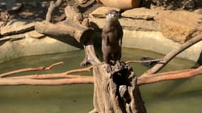 Une loutre au zoo de Sanary-sur-Mer (Var) en août 2024.