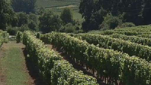Sainte-croix-du-mont (Gironde)