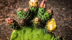 Image d'illustration - Un cactus Opuntia ficus-indica à Mexico en avril 2017