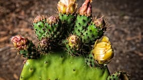 Image d'illustration - Un cactus Opuntia ficus-indica à Mexico en avril 2017