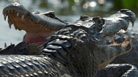 Des caïmans qui étaient maintenus en captivité par un habitant de la favela de Rolas, dans le quartier de Santa Cruz, dans l'ouest de Rio, et se sont échappés après l'effondrement d'un mur emporté par les eaux