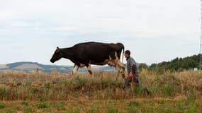 Frédéric Salgues avec une de ses vaches, le 3 juin 2022