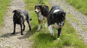 Promener son chien sans sachet, à Saint-Omer, c'est 11 euros (photo d'illustration).