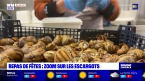 Alsace: la préparation minutieuse des escargots avant les fêtes