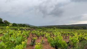 Avec le temps orageux prévu jusqu'à la fin de la semaine, les agriculteurs des Bouches-du-Rhône craignent des averses de grêle.