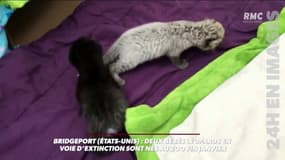 Les premiers pas de deux bébés léopards