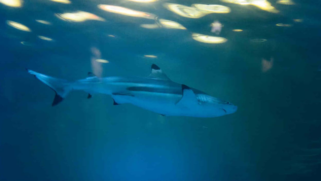 Un requin attaque à mort un homme de 55 ans en Australie –