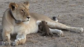 Une lionne a été aperçue en train de nourrir un bébé léopard, une première. 