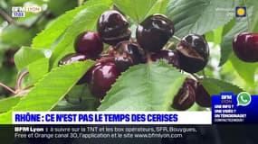 Rhône: les cerises pâtissent du temps maussade