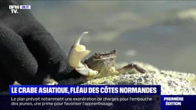 Le crabe asiatique prolifère sur les côtes normandes et excède les pêcheurs