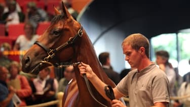 Un yearling dans le "ring" devant des enchérisseurs passionnés de sports équestres à Deauville.