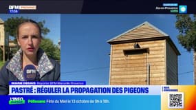Pastré: un pigeonnier contraceptif pour réguler la propagation de l'espèce