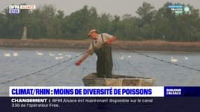 "Est-ce que dans 10 ans il y en aura encore?": un pêcheur constate les effets du réchauffement du Rhin sur la population de poissons 