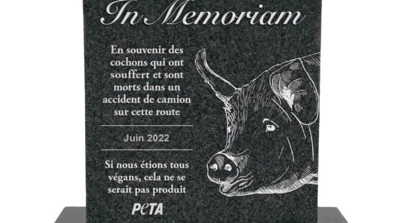 L'association PETA propose d'ériger un mémorial pour les 120 cochons tués à Houtkerque dans un accident de la route.