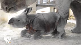 Le zoo de Miami a accueilli une naissance rare... Un bébé rhinocéros indien
