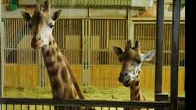 Vague de froid: comment les animaux du zoo d'Amnéville sont-ils protégés