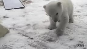 Un ourson polaire découvre la neige