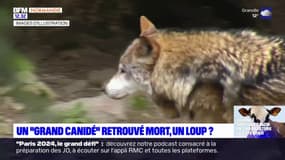 Un loup en Seine-Maritime? Un "grand canidé" retrouvé mort en bord de route