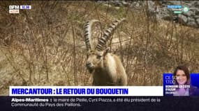 Parc du Mercantour: le retour du bouquetin