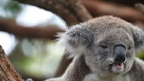 Un koala dans la localité côtière de Port-Macquarie en Australie