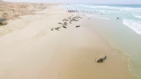 163 dauphins s'échouent mystérieusement sur une plage du Cap Vert