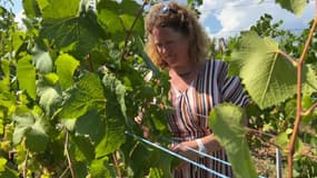 Céline Stentz, co-gérante du domaine viticole Stentz Buecher à Wettolsheim (Haut-Rhin), dans ses vignes fin août 2023.