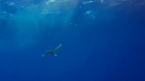 Un pêcheur australien a été mordu par le requin qu'il venait d'attraper, près de Fraser Island, une destination touristique populaire australienne