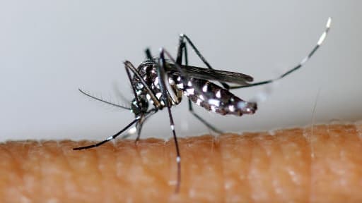 Le moustique tigre, Aedes albopictus de son nom latin, est le principal "vecteur" du virus du chikungunya.