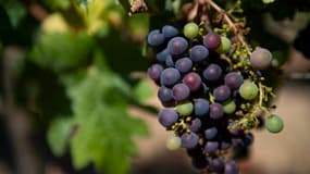 Un vignoble près de Lleida, dans les Pyrénées catalanes, le 27 juillet 2021 (photo d'illustration).