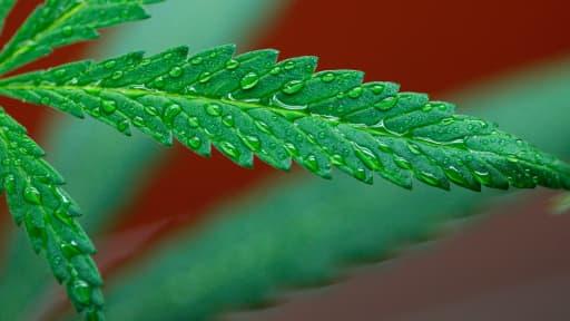 Une plante de marijuana, le 7 septembre 2012 dans un dispensaire de cannabis médical à Los Angeles.