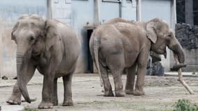Après quatre mois de polémiques, les éléphantes du parc de la Tête d'Or de Lyon, Baby et Népal, devraient finalement trouver refuge dans une propriété de la famille princière de Monaco. /Photo prise le 6 janvier 2013/REUTERS/Robert Pratta