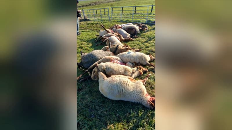19 brebis tuées en Haute-Marne, l'éleveur dénonce une attaque de loup