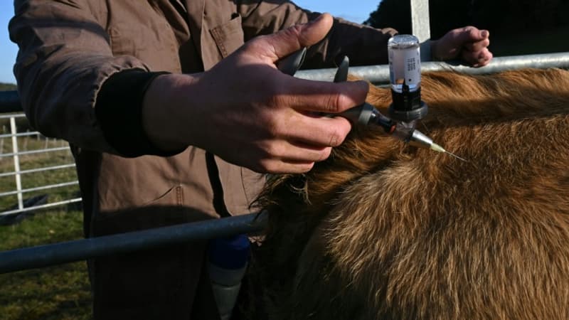 Un vétérinaire reçoit un avertissement pour avoir critiqué l'abattage total des troupeaux touchés par la dermatose nodulaire contagieuse