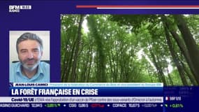 La forêt française en crise - 10/08