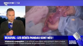 Les deux bébés pandas sont nés au ZooParc de Beauval